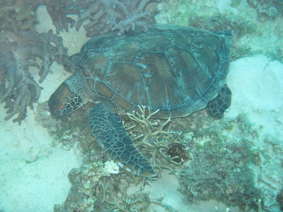 Dive Photos/2009-07 Great Barrier Reef/img_0923.jpg